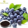 European blueberry extract