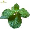 High quality Peppermint Extract Powder