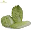 Chinese cabbage(celery cabbage) powder