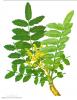 Boswellia Extract-US Stock available