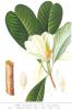 Magnolia bark(houpu) extract