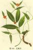 Morinda officinalis root extract powder