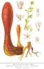Cynomorium root Extract(Cynomorium songaricum)-US Stock available