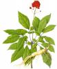 Panax Ginseng Extract-US stock available