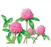Red Clover Extract powder