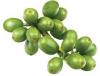 Green Coffee bean Extract Chlorogenic Acids 