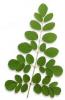 Moringa Leaf Extract-US Stock available