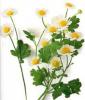 Feverfew Flower Extract powder-US Stock available