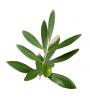 Olive Leaf Extract powder