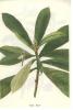 Loquat Leaf Extract