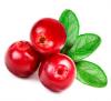 Lingonberry Extract powder(Vaccinium vitis-idaea)