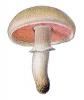 Agaricus Mushroom Extract