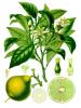 Citrus Aurantium Extract powder-Diosmin 