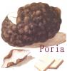Poria Extract