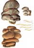 Oyster mushroom Extract-US Stock available