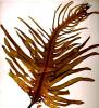 Laminarin (Brown Seaweed extract)