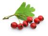 Hawthorn Fruit extract powder-US Stock available
