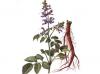 Salvia miltiorrhiza root extract powder