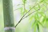 Bamboo Leaf Extract-Wild