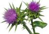 Milk thistle Seed Extract powder-US Stock available
