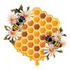 Bee Pollen Extract powder-Protein