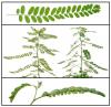 Phyllanthus niruri extract pwoder-US Stock available