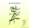 Andrographis paniculata Extract powder-US stock available