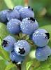 Blueberry Juice Powder