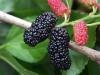 Mulberry Juice Powder