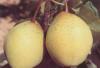 Pear Juice Powder