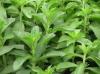 Stevia Powder Extract