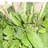 High quality Plantain Seed Extract Powder 