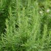 Rosemary Extract