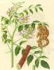 Licorice Powder Extract
