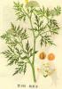 Cnidium monnieri Extract