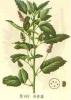 Psoralea corylifolia Extract