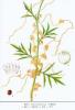 Dodder seed extract