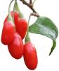 Wolfberry（Goji）Extract