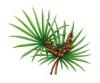 Saw palmetto extract