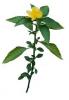 Damiana Extract