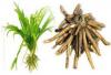 Safed Musli (Chlorophytum borivilianum )Extract