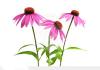 Echinacea Purpurea extract powder