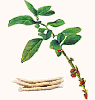 Ashwagandha Extract-US stock availble