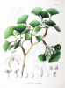 Ginkgo biloba Extract