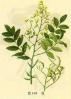 Quercetin