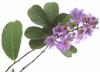 Banaba Leaf Extract