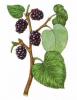 Mulberry Extract 