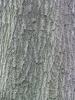 Pine Bark Extract powder-US stock available