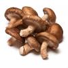Shiitake Mushroom Extract