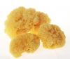 Tremella Mushroom Extract